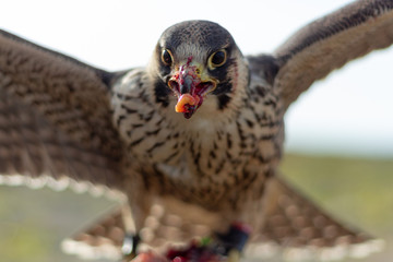 Falcon Feeding