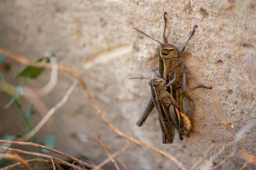 Mating Grasshoppers