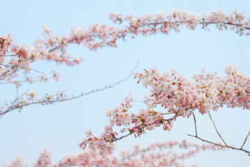 桜　枝　素材