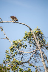  Laughing Falcon photographed in Guarapari, Espírito Santo - Southeast of Brazil. Atlantic Forest Biome. Picture made in 2007.