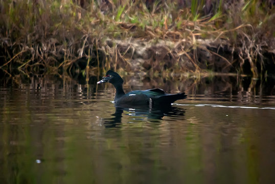 "Muscovy Duck  photographed in Guarapari, Espírito Santo - Southeast of Brazil. Atlantic Forest Biome. Picture made in 2007"