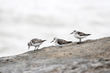 Sanderling photographed in Guarapari, Espírito Santo - Southeast of Brazil. Atlantic Forest Biome. Picture made in 2007.