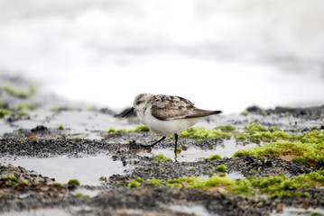 Sanderling photographed in Guarapari, Espírito Santo - Southeast of Brazil. Atlantic Forest Biome. Picture made in 2007.