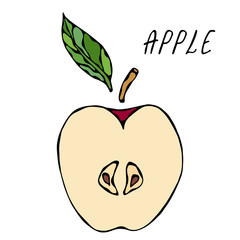 Half of Red Apple and Leaf. Fresh Fruit. Nutrition Diet. Autumn or Fall Vegetable Harvest Collection. Realistic Hand Drawn High Quality Vector Illustration. Doodle Style.