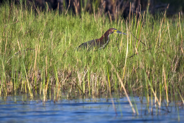 Rufescent Tiger-Heron photographed in Guarapari, Espírito Santo - Southeast of Brazil. Atlantic Forest Biome. Picture made in 2007.