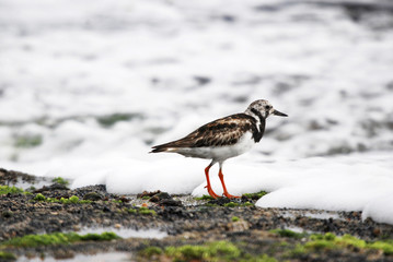Ruddy Turnstone photographed in Guarapari, Espírito Santo - Southeast of Brazil. Atlantic Forest Biome. Picture made in 2007.