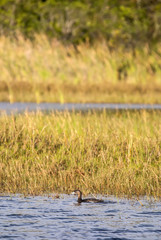 Pied-billed Grebe photographed in Guarapari, Espírito Santo - Southeast of Brazil. Atlantic Forest Biome. Picture made in 2007.