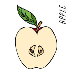 Half of Red Apple and Leaf. Fresh Fruit. Nutrition Diet. Autumn or Fall Vegetable Harvest Collection. Realistic Hand Drawn High Quality Vector Illustration. Doodle Style.