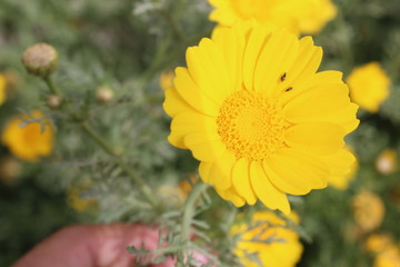 yellow flower