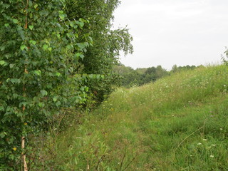 Forest. (The Vast Russia! Sergey, Bryansk.)