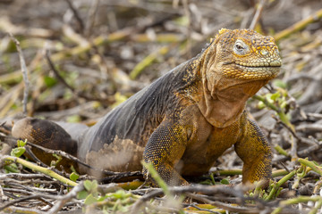 Galapagos Land Lguana (Conolophus subcristatus) in Galapagos Isl