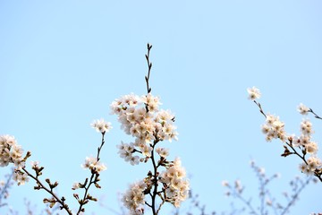 Cherry Blossom in the sky