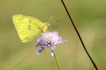 Goldene Acht (Südlicher Heufalter) 