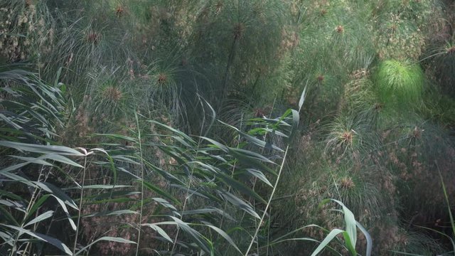 Papyrus on the river
