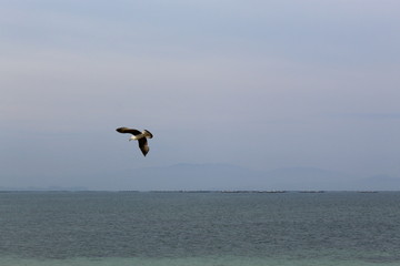 Fototapeta na wymiar Seagull flying in the sea.