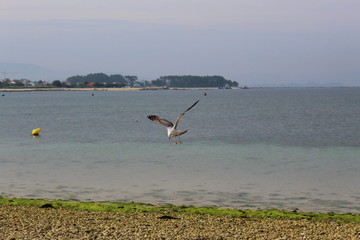 Fototapeta na wymiar Seagull hunting in flight.