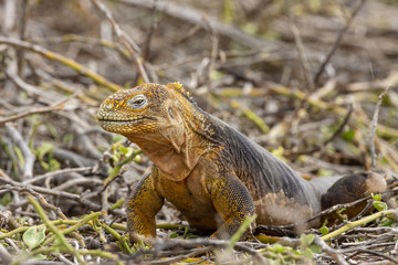 Galapagos Land Lguana (Conolophus subcristatus) in Galapagos Isl