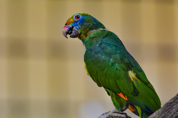 The blue-cheeked amazon (Amazona dufresniana), also known as blue-cheeked parrot or Dufresne's amazon, is a parrot found in northeast South America in eastern Venezuela