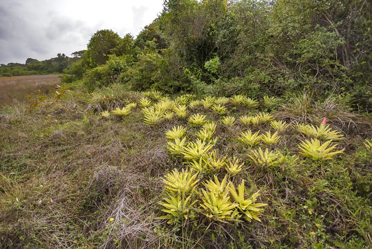 Bromeliad photographed in Guarapari, Espírito Santo - Southeast of Brazil. Atlantic Forest Biome. Picture made in 2007.