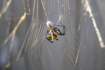 Garden spider eating insect