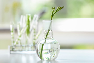 Flask with plant on table in laboratory