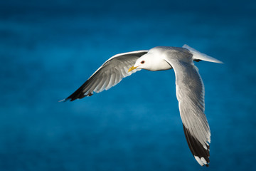 Möwe im Flug