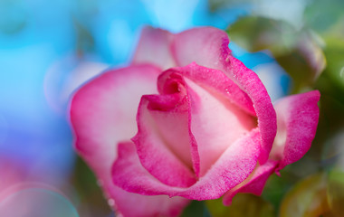 Fototapeta na wymiar Pink rose closeup with watwr drop.