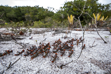 Grasshopper  photographed in Guarapari, Espírito Santo - Southeast of Brazil. Atlantic Forest Biome. Picture made in 2007.