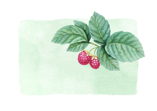 Watercolor illustration of raspberries