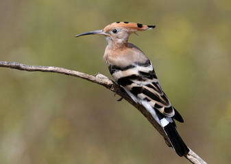 One Hoopoe with open crown sits on a branch on a beautifully blurred background © VOLODYMYR KUCHERENKO