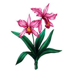 Cattleya orchid flower- illustration isolated on white. 