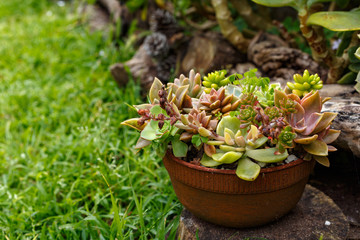 A bunch of different succulents planted in a small pot