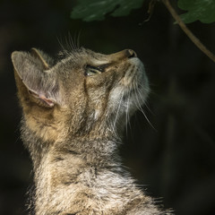 Obraz premium Wildkatze