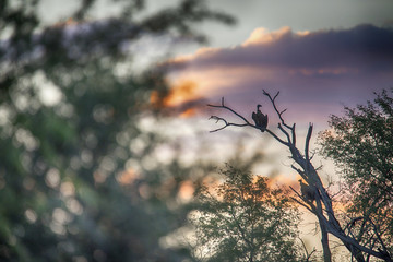 White-backed vulture, Gyps africanus, Evening idyll, Bwabwata, Botswana