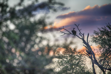 White-backed vulture, Gyps africanus, Evening idyll, Bwabwata, Botswana