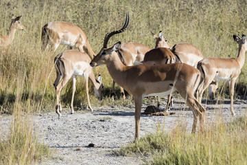 Naklejka na ściany i meble Herd, Aepyceros melampus, Bwabwata, Botswana