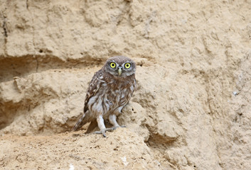 A funny little owl chick stands next to its nest and looks at the photographer