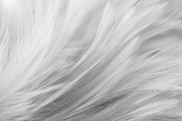 Obraz premium Gray bird and chicken feathers in soft and blur style for the background. dark tone