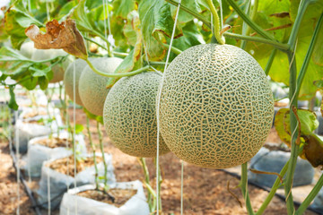Japanese green cantaloupe. Fresh melon on tree in garden. selective focus