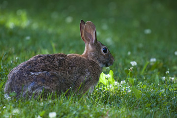 Cute bunny rabbit eating wild clover in a green meadow on a sunny summer day