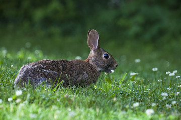 Cute bunny rabbit eating wild clover in a green forest on a sunny day in summer