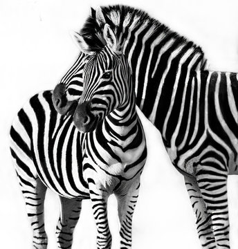 Portrait of a zebra with her foal, South Africa