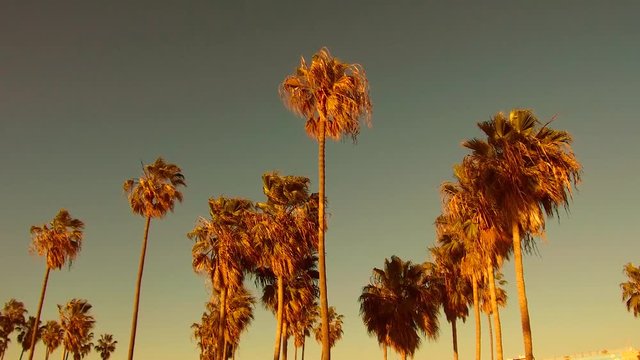 summer holidays concept - palm trees over sky at venice beach, california