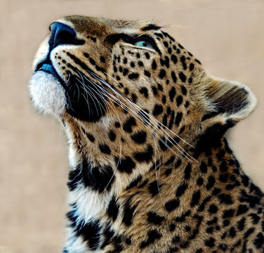 Portrait of a leopard looking up, South Africa