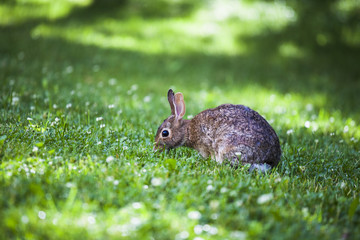 Cute bunny rabbit eating wild clover flowers in a green meadow on a sunny summer day