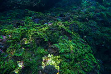 green corals on underwater for snorkel dive travel