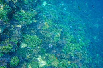 Fototapeta na wymiar underwater view from snorkelling diving travel