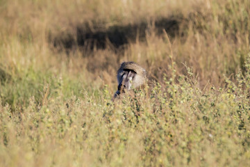 Big male Chacma Baboon, Papio ursinus griseipes, sitting in high grass, Bwabwata, Botswana