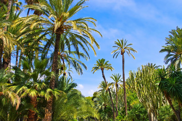 Elche El Palmeral Palmenhain, Costa Blanca - Elche El Palmeral, palm grove near Alicante