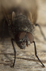 House fly macro high resolution insect eye closeup portrait